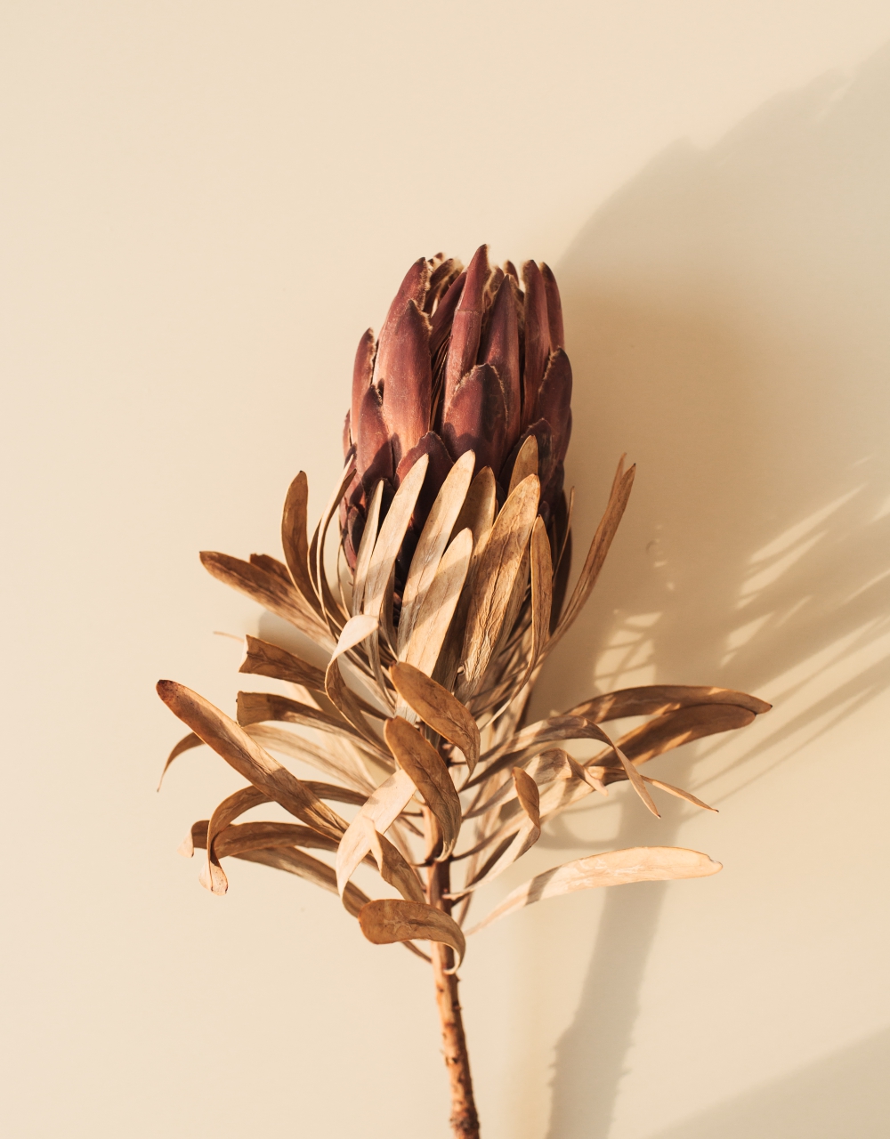 Protea,Flower,On,Beige,Background.,Minimal,Stylish,Still,Life,Tropical